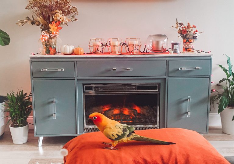 Home Furnishings for Pampered Pets