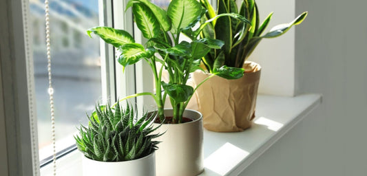 An assortment of plants on the windowsill
