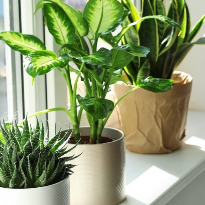 an assortment of plants on the windowsill
